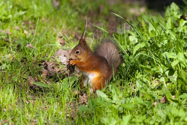 A mókus a tavaszi fű — Stock Fotó