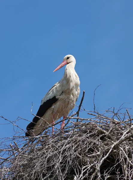 Ooievaar in een nest — Stockfoto