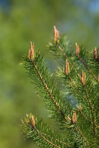 Pine in the spring — Stock Photo, Image