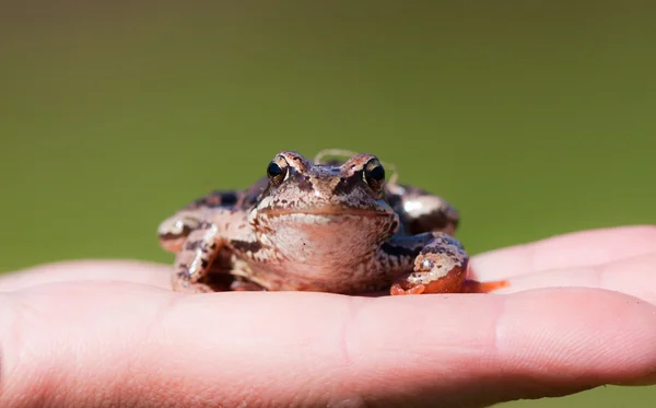 Žába sedí na palm — Stock fotografie