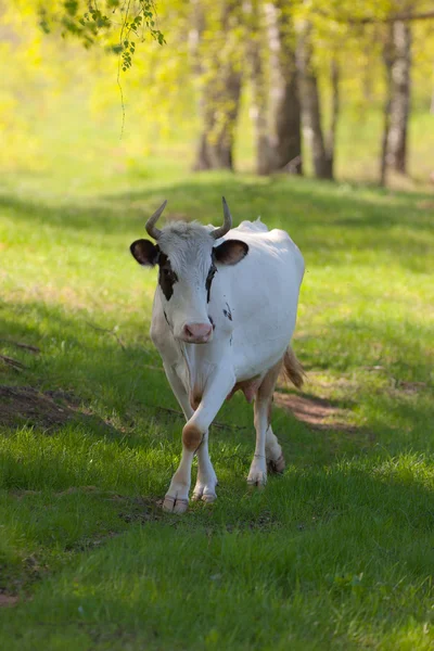 Vacca bianca — Foto Stock