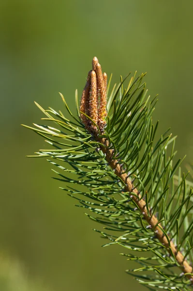 Branche d'un pin — Photo