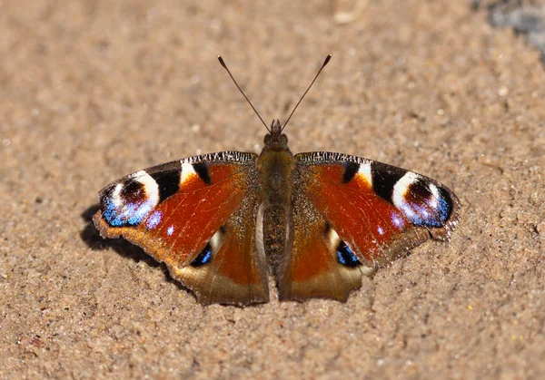 Бабочка на песке — стоковое фото