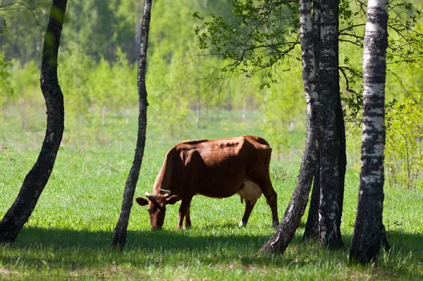 Корова на окраине леса — стоковое фото