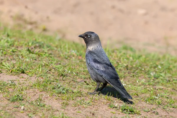 Jackdaw in a grass — Stock Photo, Image