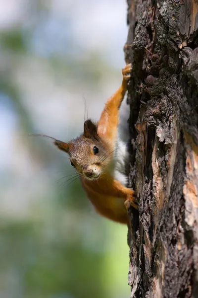 Das neugierige Eichhörnchen — Stockfoto