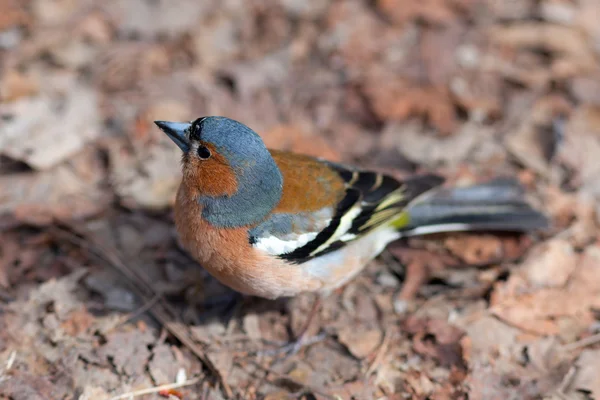 Le Chaffinch — Photo