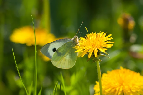 De groene vlinder — Stockfoto