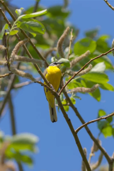 Sarı kuyruksallayan — Stok fotoğraf