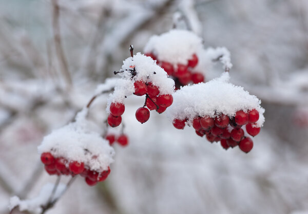 Branches of a arrowwood
