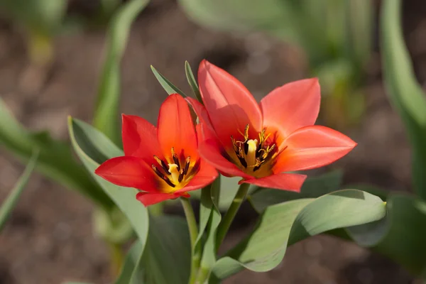 To tulipaner – stockfoto
