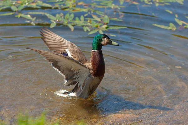 Duck in water about coast — Stock Photo, Image