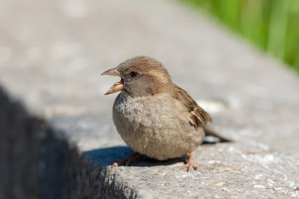 Singing sparrow — Stock Photo, Image