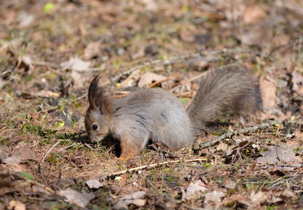 L'écureuil cherche le repas — Photo