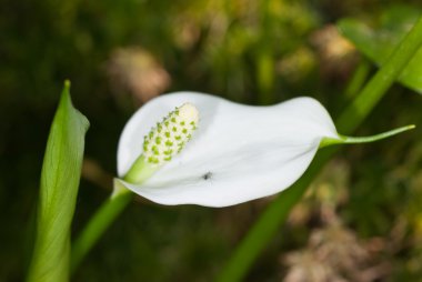 Calla palustris