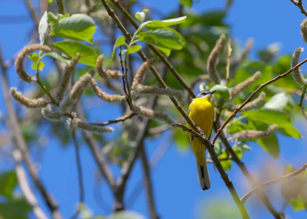 Mochila amarilla — Foto de Stock