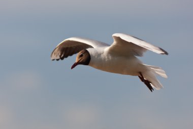 Larus ridibundus