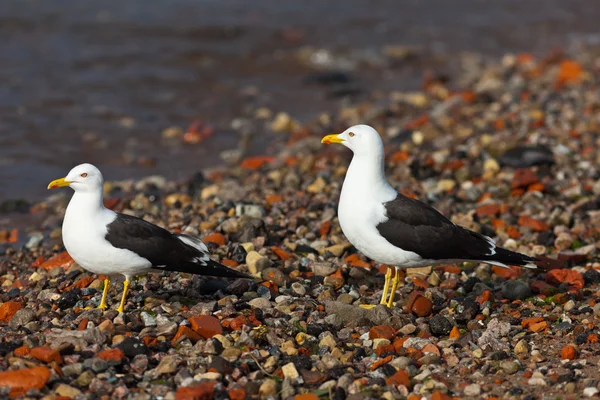 Две чайки на берегу моря. — стоковое фото