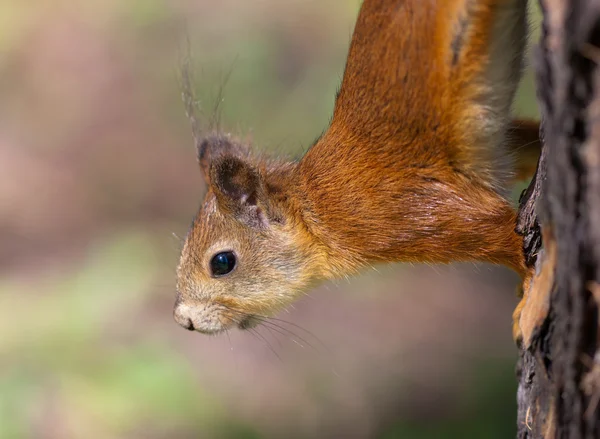 Das Eichhörnchen aus nächster Nähe — Stockfoto