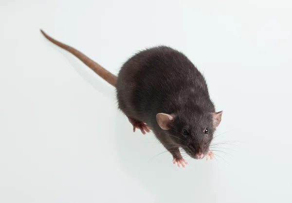 Пацюк чорний вітчизняних — стокове фото