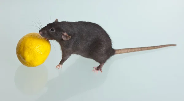 Rato com limão — Fotografia de Stock