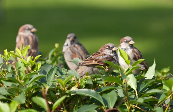 Sparrows on a green — Stock Photo, Image
