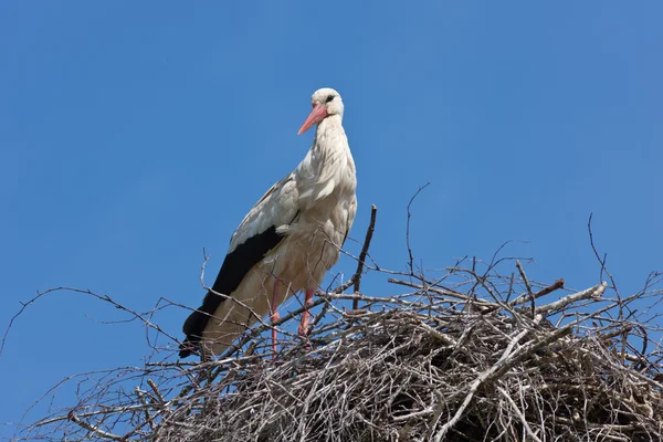 Cigogne dans un nid — Photo