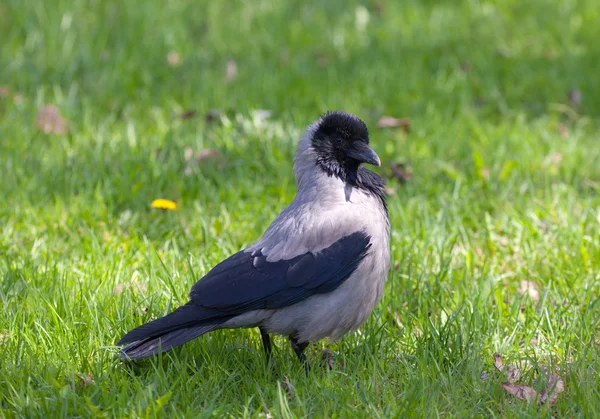 Crow in a grass — Stock Photo, Image