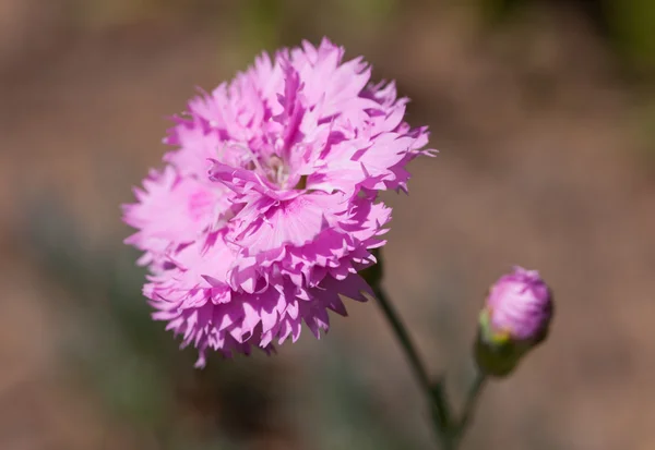 Pink carnation — Φωτογραφία Αρχείου