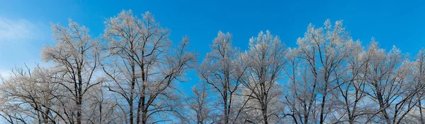 Zimní stromy v chladný den — Stock fotografie