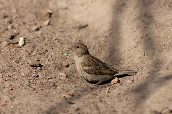 Sparrow in pit — Stock Photo, Image