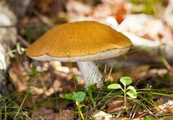 Аспенский гриб — стоковое фото