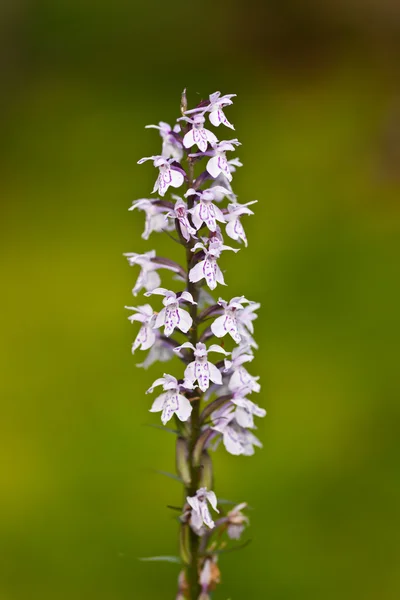Orquídea maculada — Foto de Stock