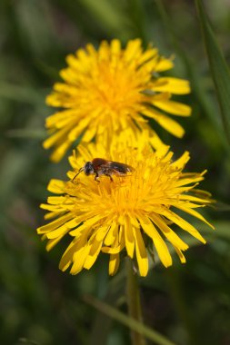 iki dandelions