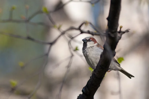 Der Sperling sitzt auf einem Baum — Stockfoto