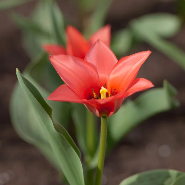 Tulipano rosso in primavera — Foto Stock