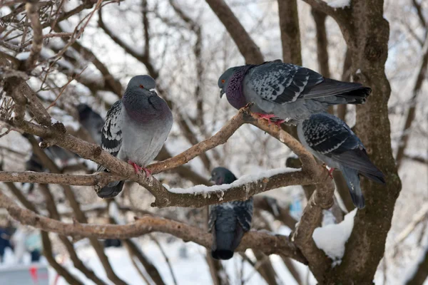 Pigeons sur les branches — Photo