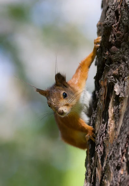 Eichhörnchen auf einer Kiefer — Stockfoto