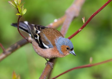 The chaffinch clipart