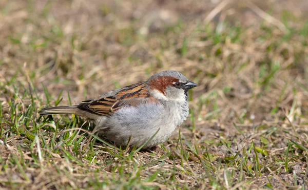 Sparrow in het voorjaar gras — Stockfoto