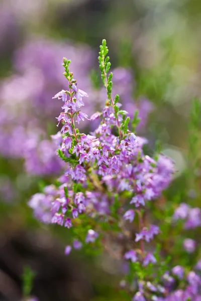 Blossoming heather — Stock Photo, Image
