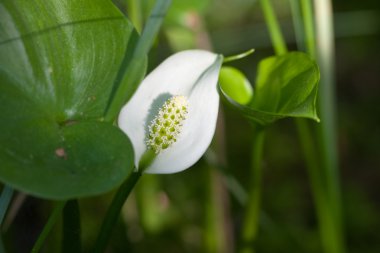 Calla palustris