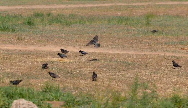 Stock image Flock of starlings