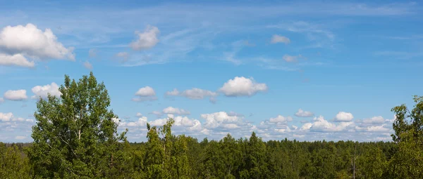 Oblohu s mraky nad dřevo — Stock fotografie