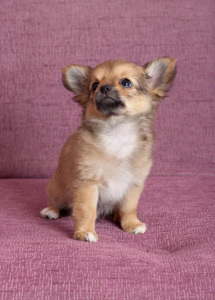 Puppy van de chihuahua — Stockfoto