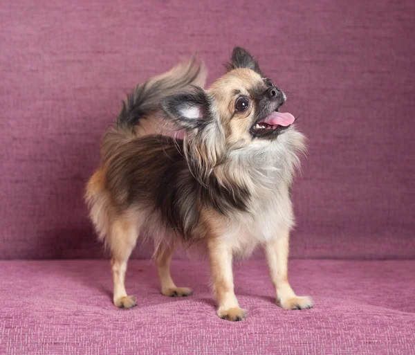 Chihuahua portresi — Stok fotoğraf