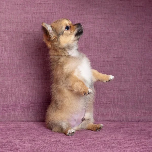 Chihuahua em um sofá — Fotografia de Stock
