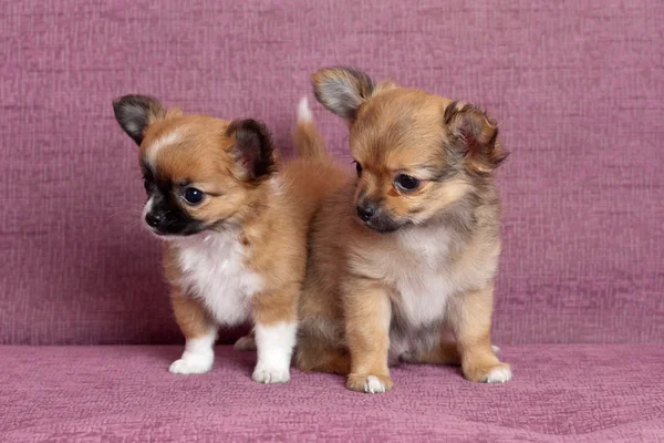 Dois cachorros — Fotografia de Stock