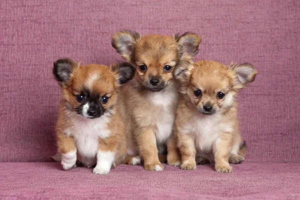 Three puppies — Stock Photo, Image