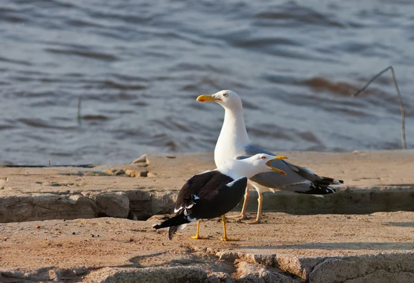 Duas gaivotas — Fotografia de Stock